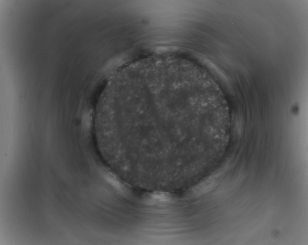 X0000100390475200807031954