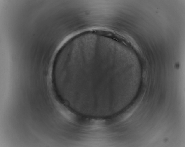 X0000100390484200807031953