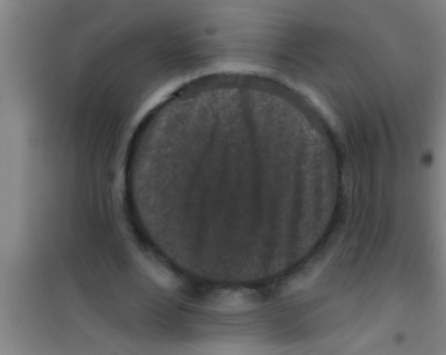 X0000100390488200807031953