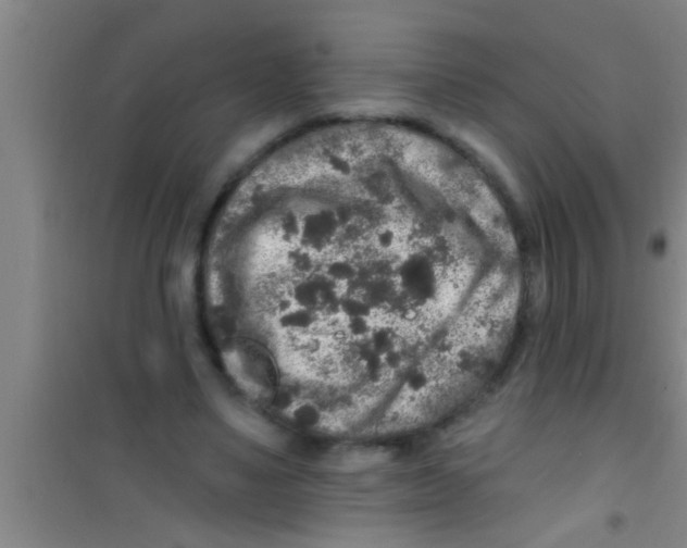 X0000100390491200807031953