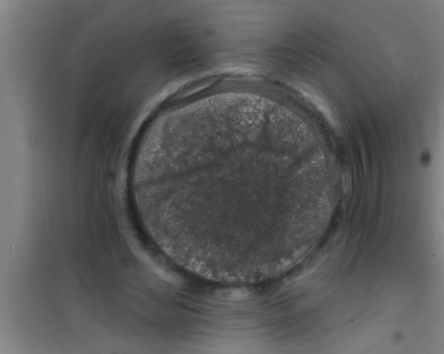 X0000100390492200807031953