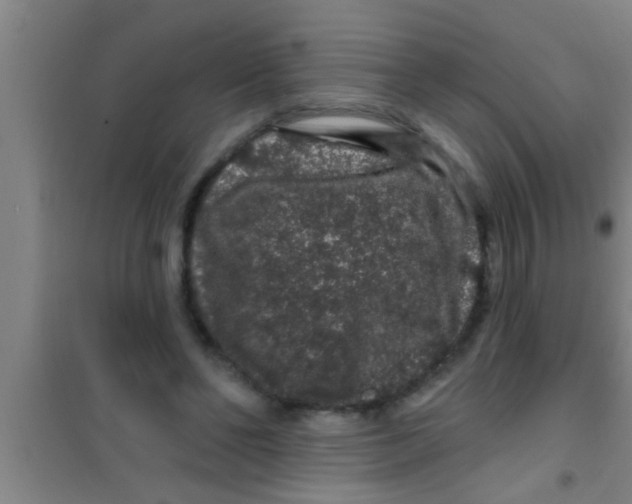 X0000100390494200807031953