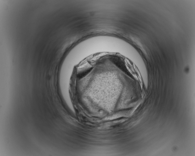 X0000100390495200807031953