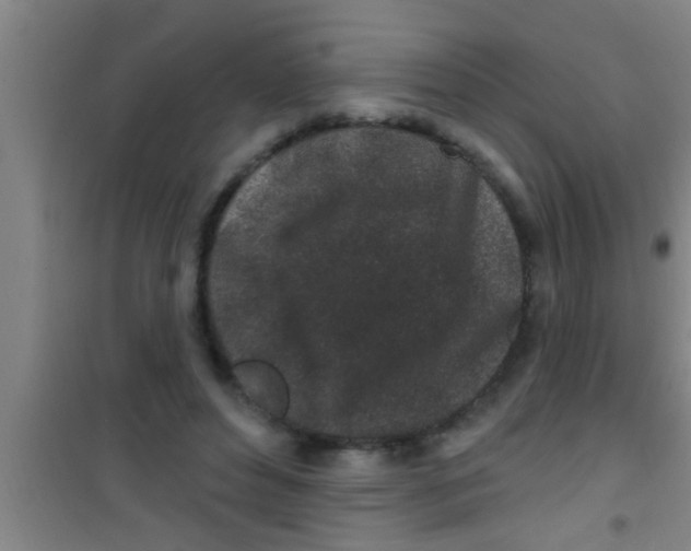 X0000100390496200807031953