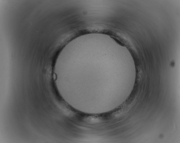 X0000100390498200807031953