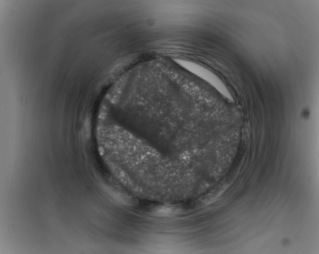 X0000100390504200807031953