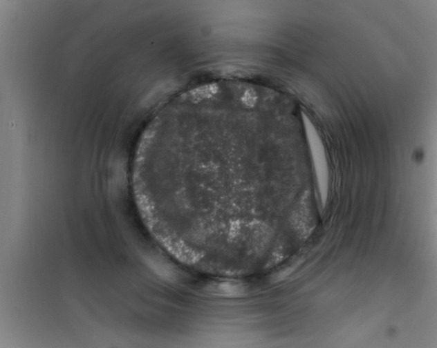 X0000100390506200807031952