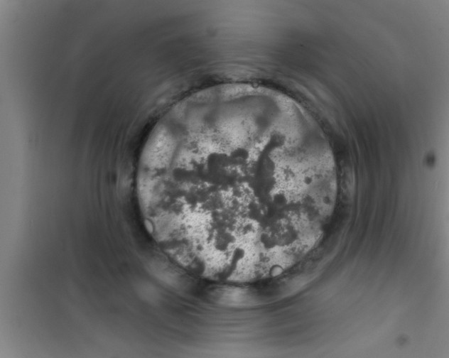 X0000100390507200807031952