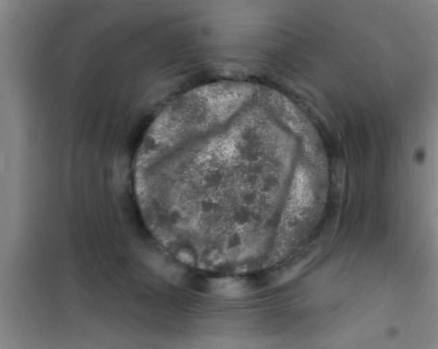 X0000100390511200807031952