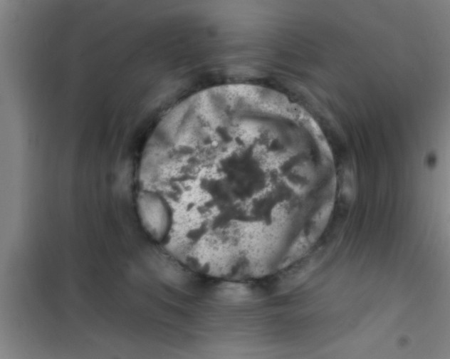 X0000100390519200807031952