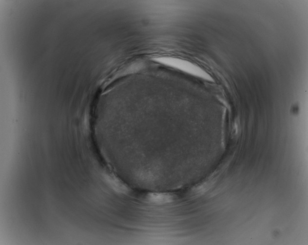 X0000100390520200807031952