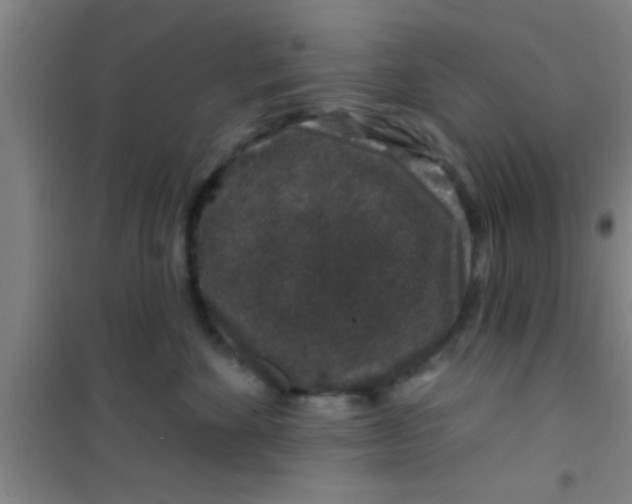 X0000100390524200807031952