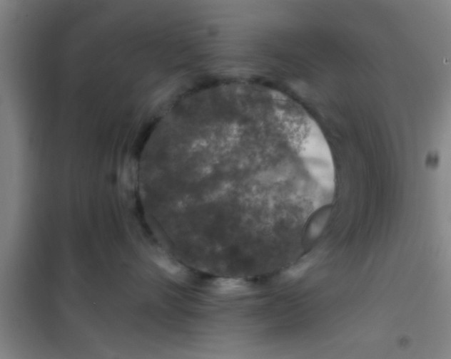 X0000100390528200807031952