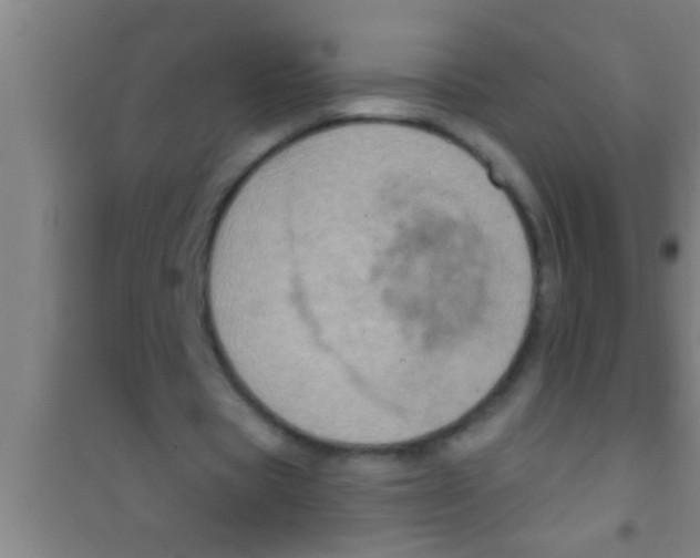 X0000100390529200807031951