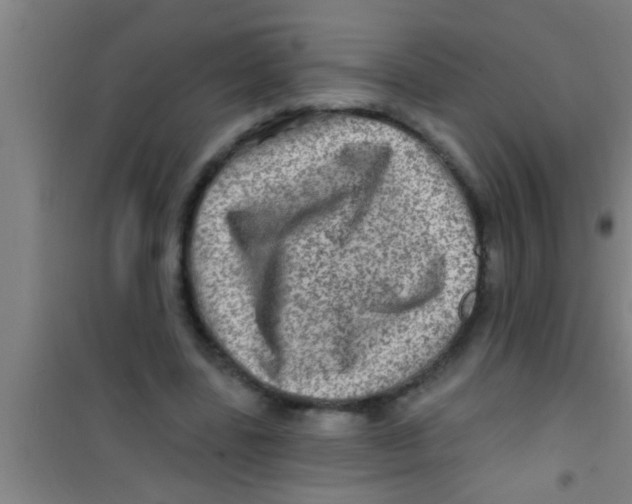 X0000100390539200807031952