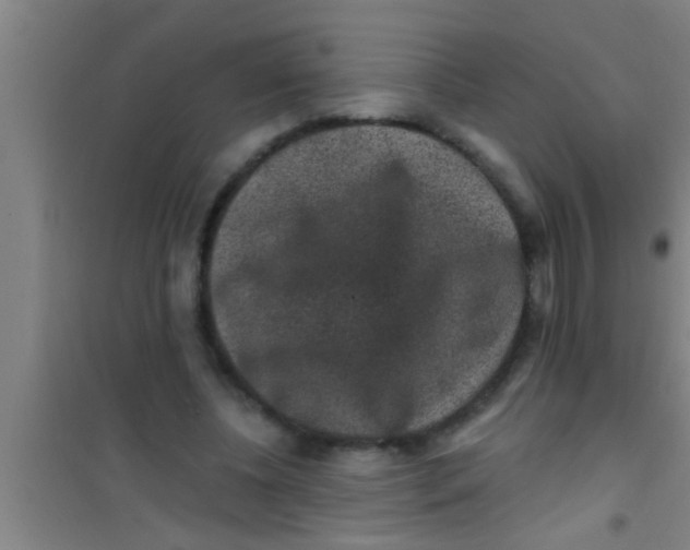 X0000100390540200807031952