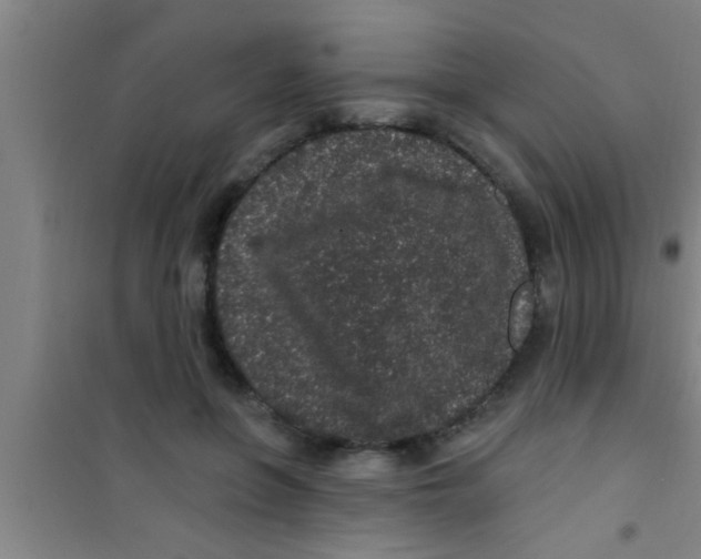 X0000100390551200807031952