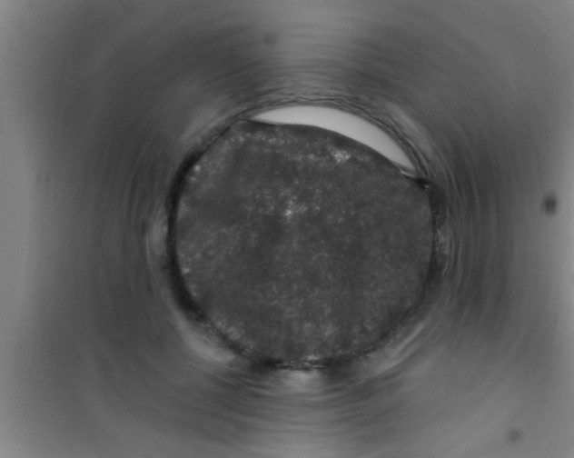 X0000100390552200807031952