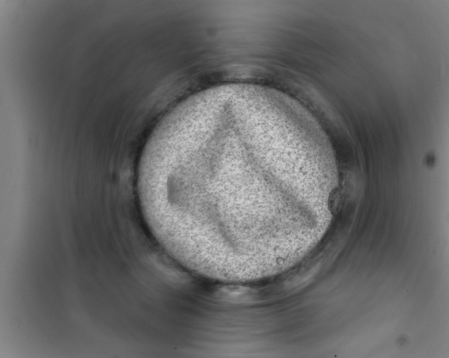 X0000100390557200807031952