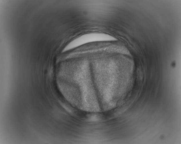 X0000100390564200807031952