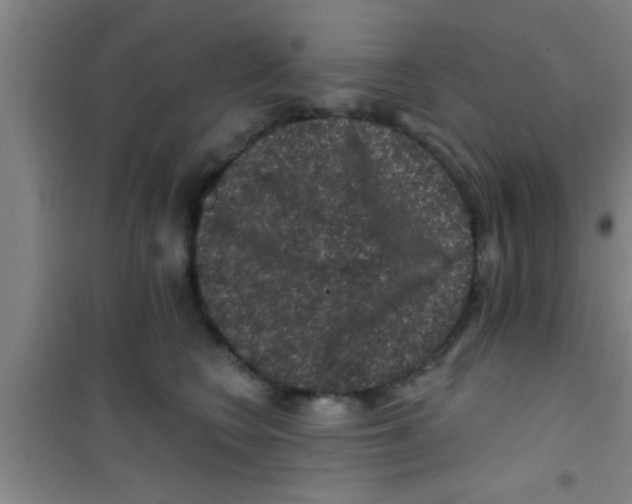 X0000100390566200807031952