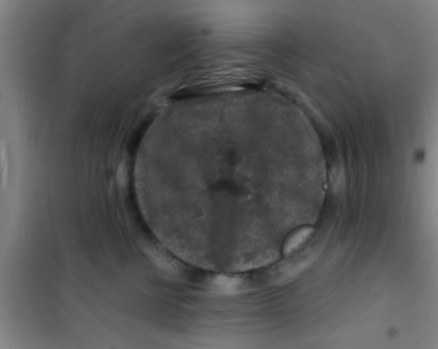 X0000100390570200807031952