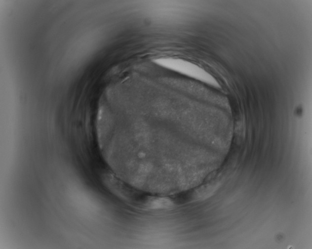 X0000100390572200807031952