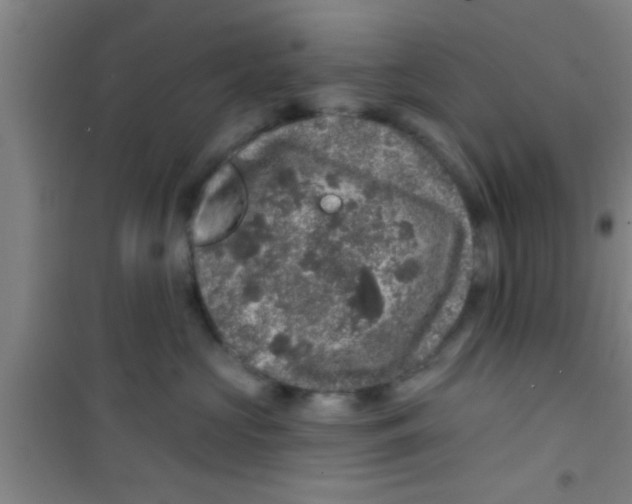 X0000100390573200807031952