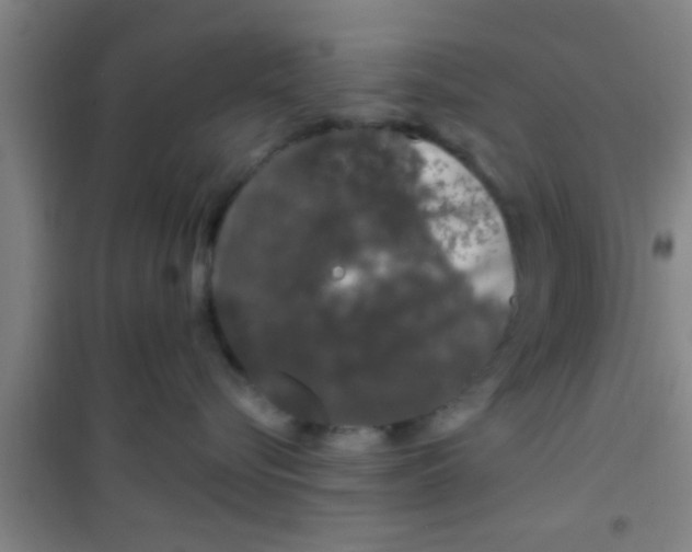 X0000100390576200807031952