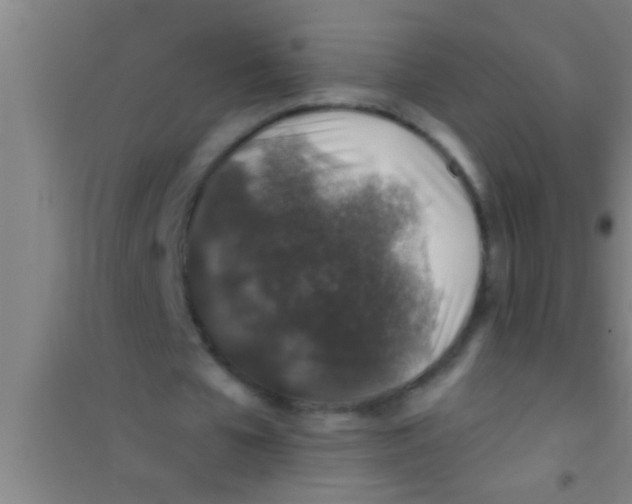 X0000100390577200807031951