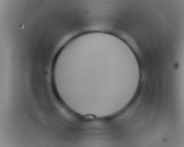 X0000100390578200807031951