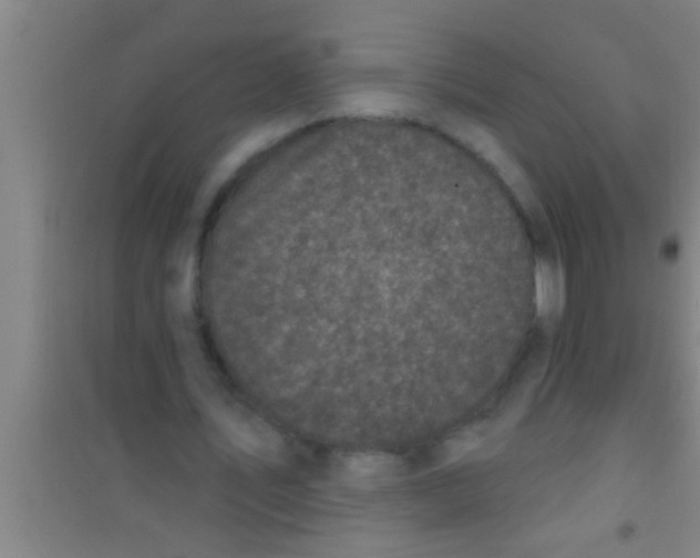 X0000100390579200807031951