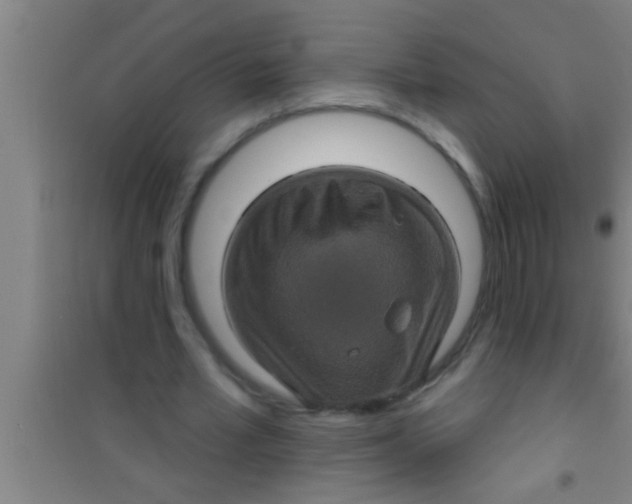 X0000100390581200807031951