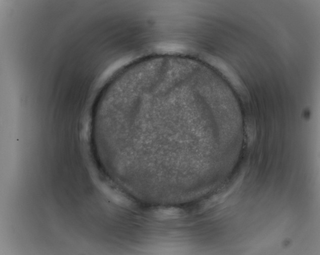 X0000100390583200807031951