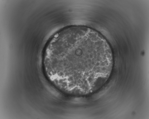 X0000100390584200807031951