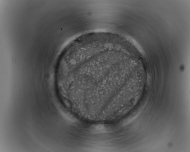 X0000100390588200807031951