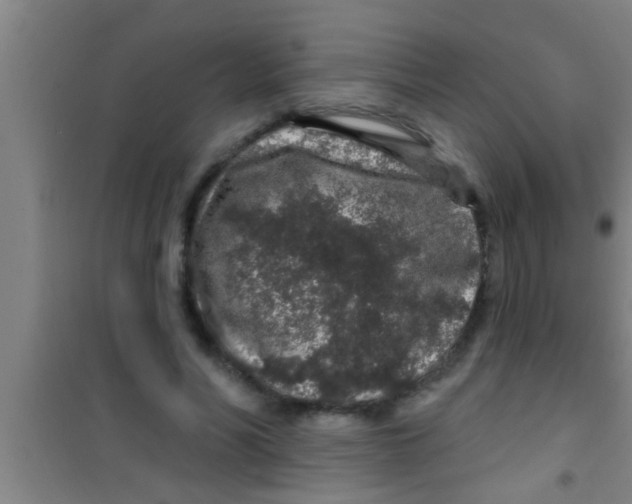 X0000100390590200807031951