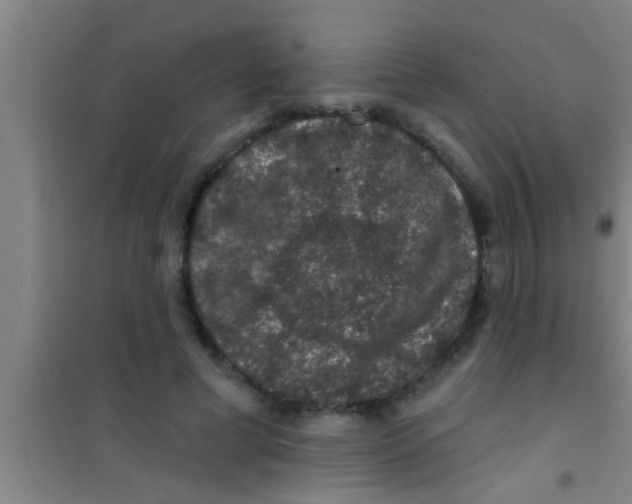 X0000100390593200807031951