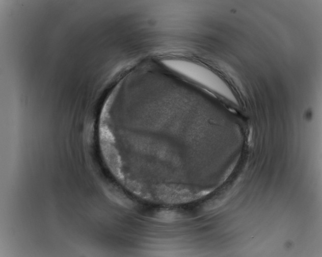 X0000100390596200807031951