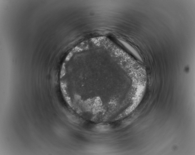 X0000100390606200807031951