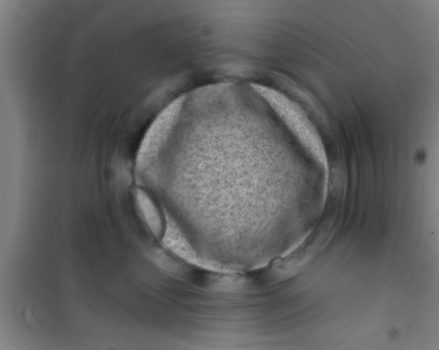 X0000100390621200807031951