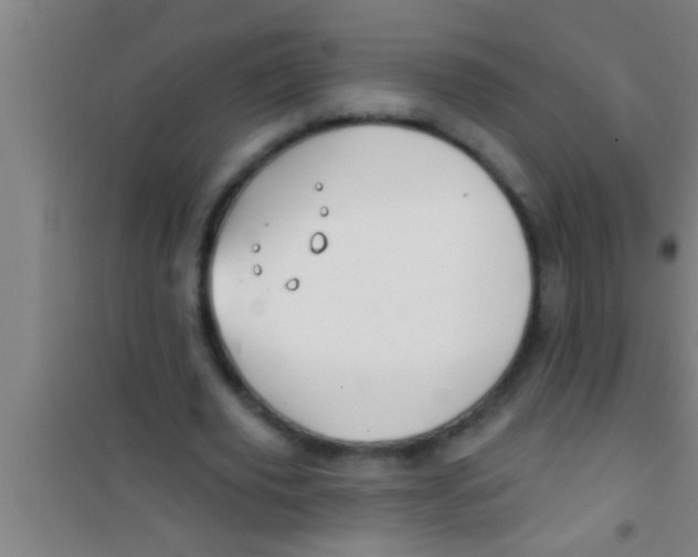 X0000100390629200807031950