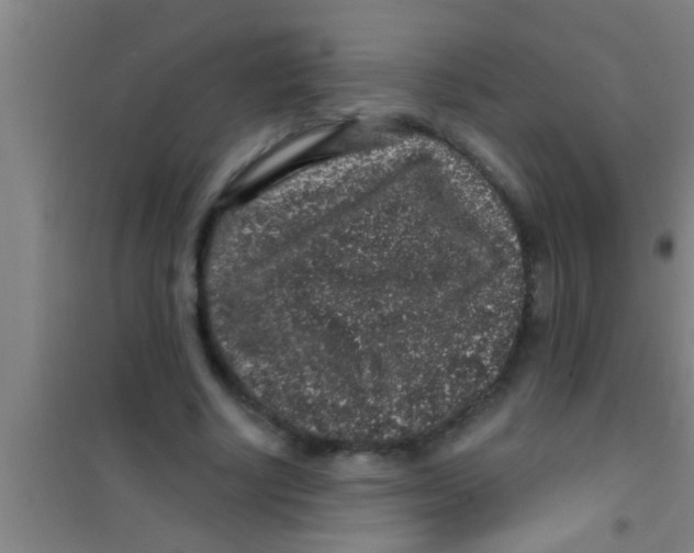 X0000100390634200807031950