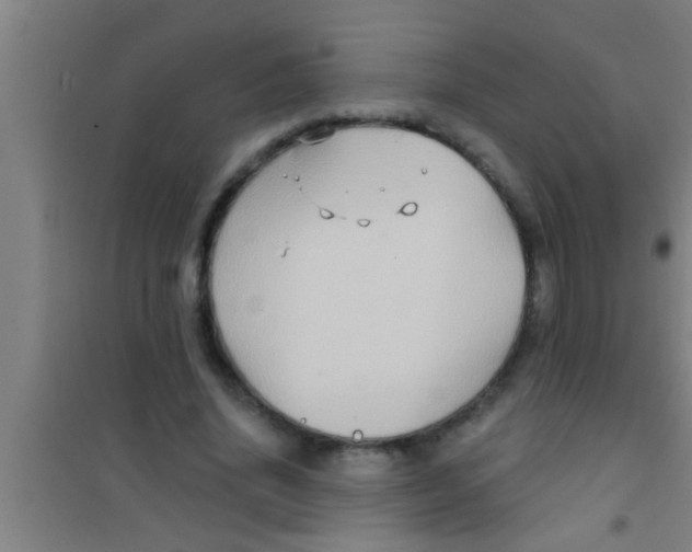 X0000100390636200807031950