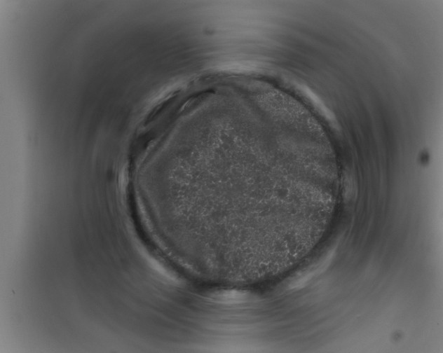 X0000100390637200807031950