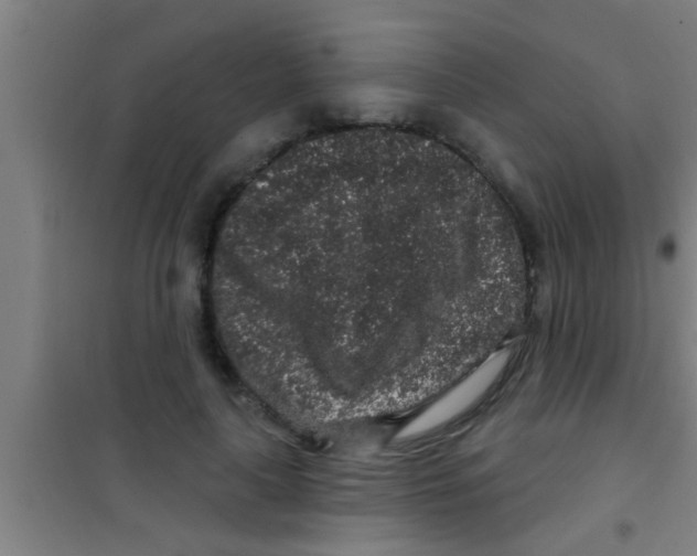 X0000100390643200807031950