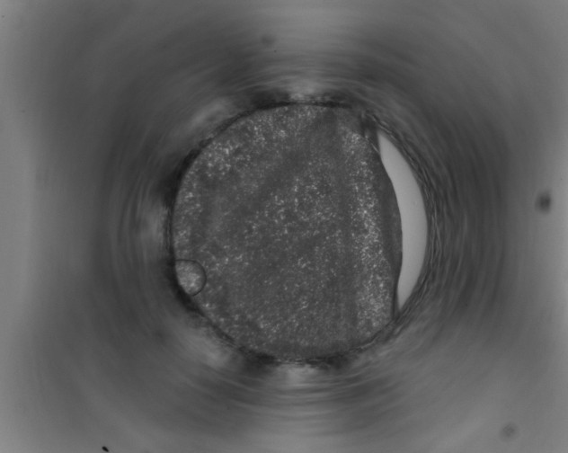 X0000100390650200807031950