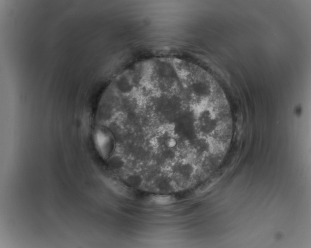 X0000100390659200807031951