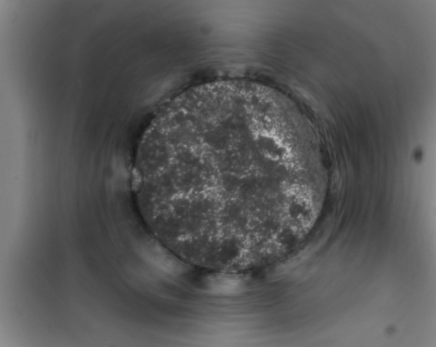 X0000100390661200807031951