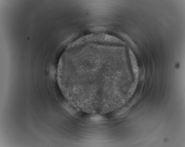 X0000100390669200807031951